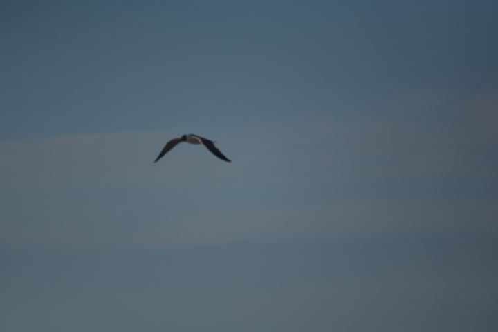 DSC_0641