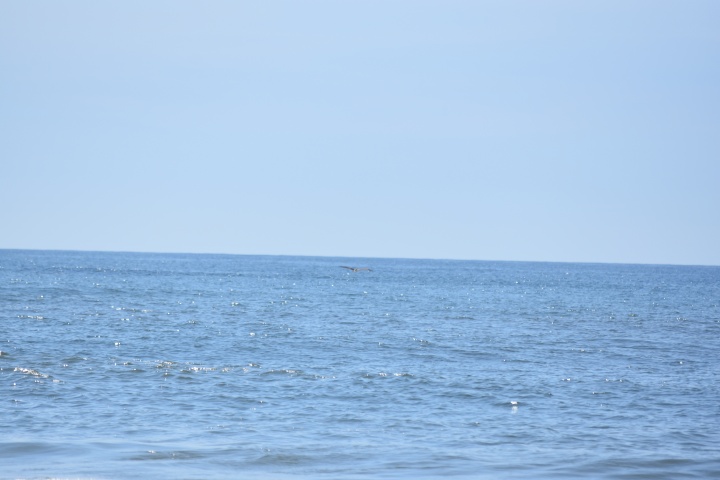 DSC_0728