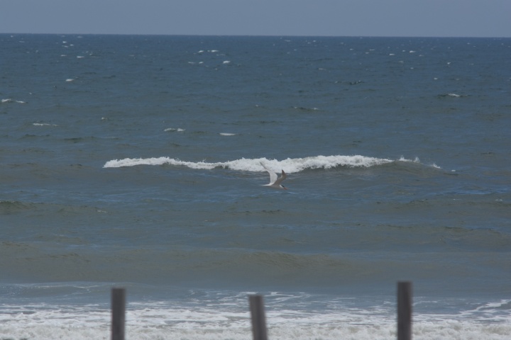 DSC_0872