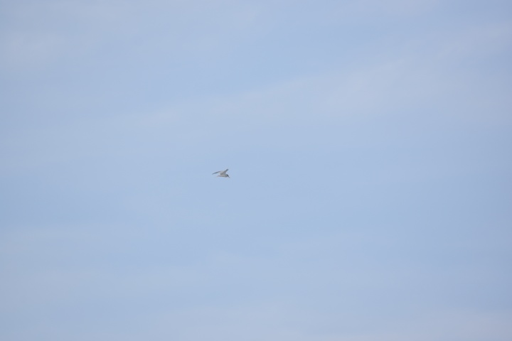 DSC_0939