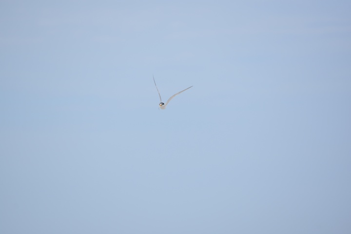 DSC_0981