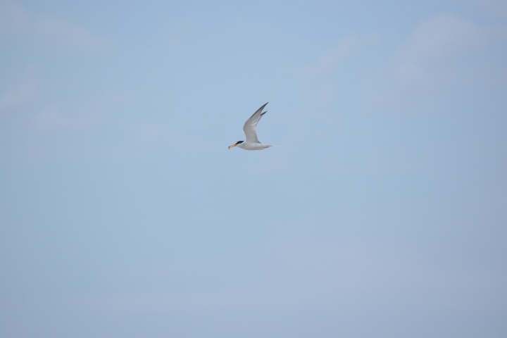 DSC_0985