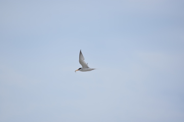 DSC_0987