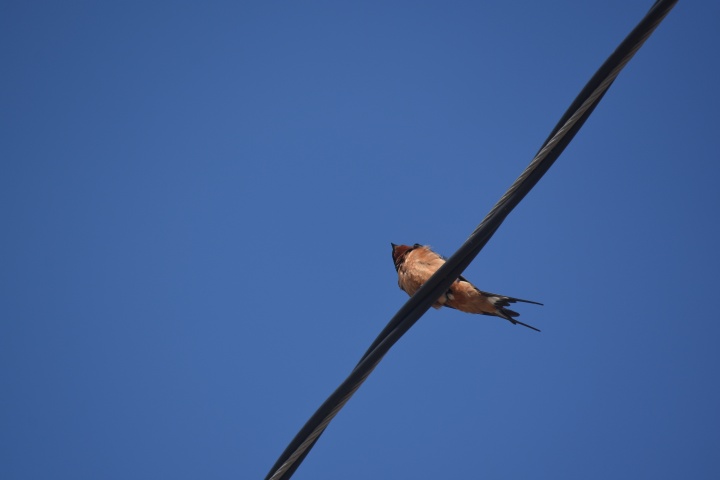 DSC_1019