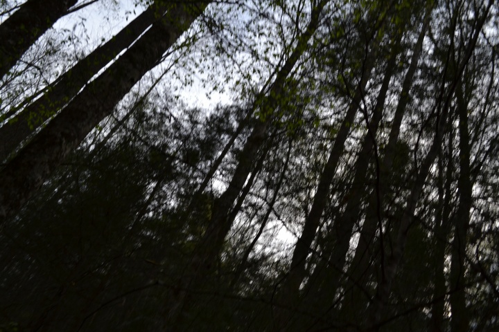 DSC_0261