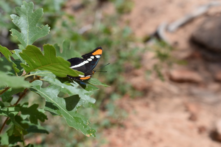DSC_0012