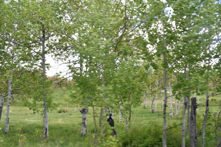 DSC_0475