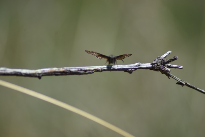 DSC_4055