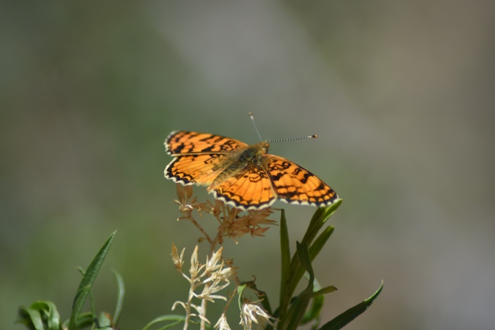 DSC_4090