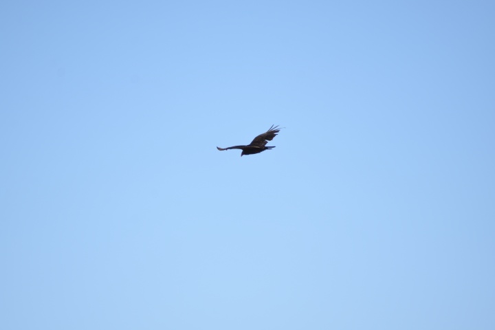 DSC_4153