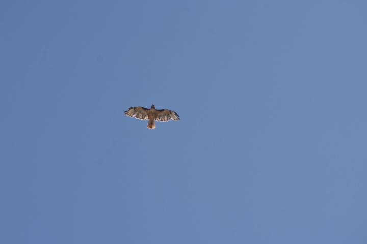 DSC_4481