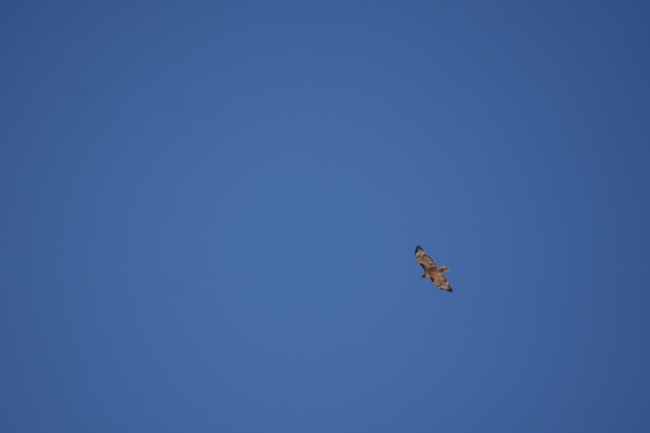 DSC_4490