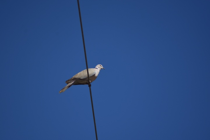DSC_4670
