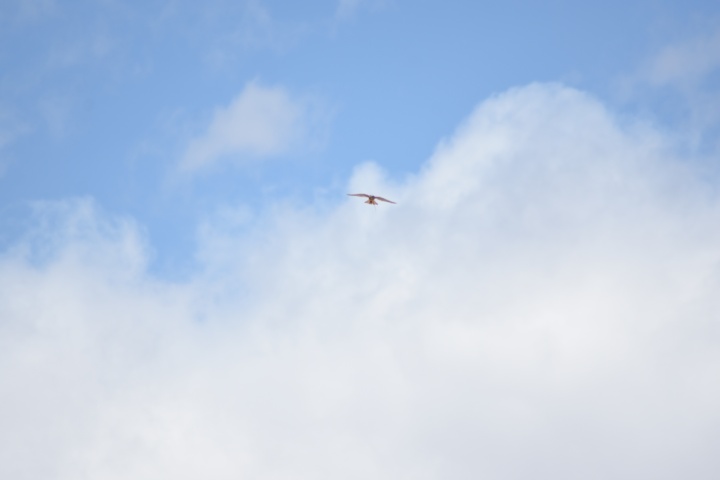 DSC_4807