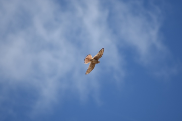 DSC_4810