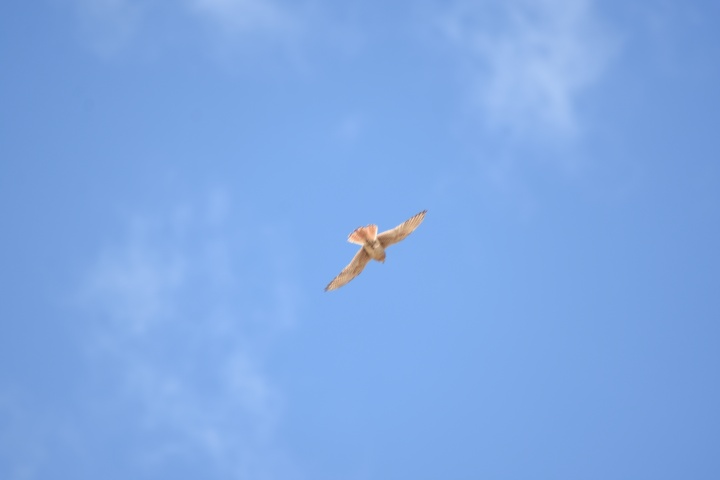 DSC_4811