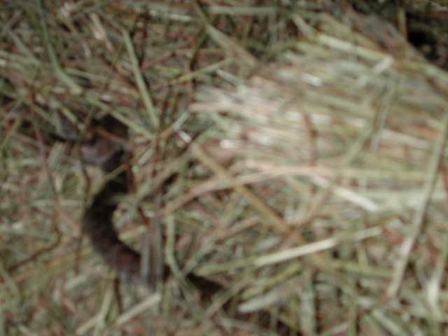 DSCN7386