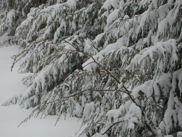 dscn2121