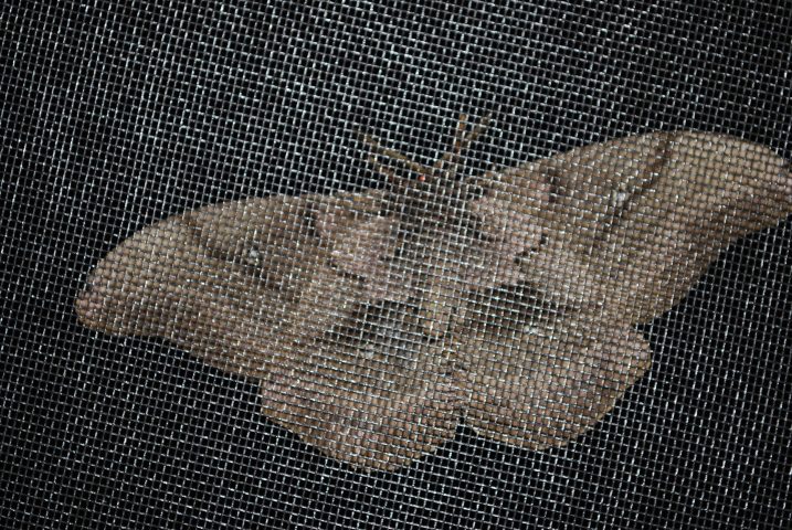 DSC_0421