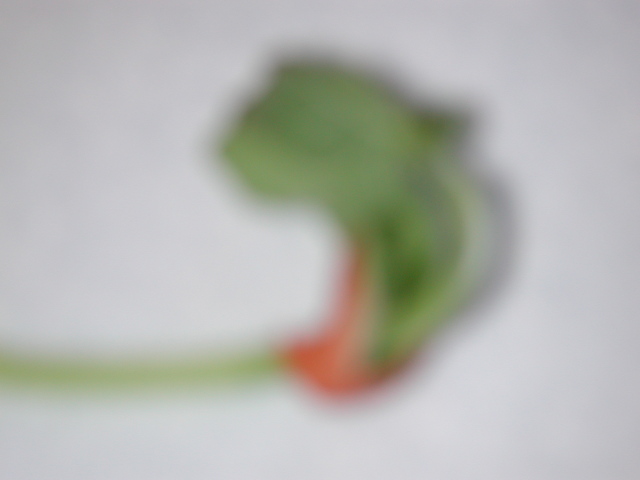 dscn1203