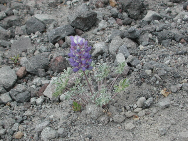 DSCN7566