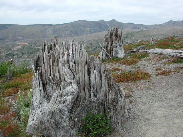 DSCN7575